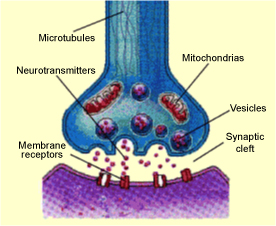 Effects of steroids on skeletal muscle